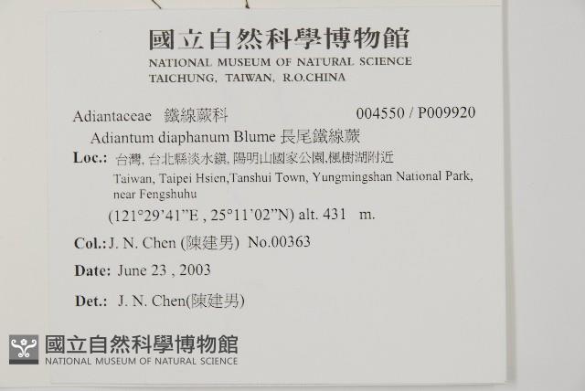 長尾鐵線蕨藏品圖，第2張