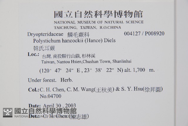 韓氏耳蕨藏品圖，第2張