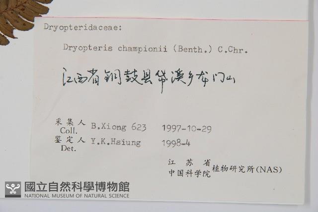 闊鱗鱗毛蕨藏品圖，第2張