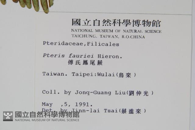 傅氏鳳尾蕨藏品圖，第2張