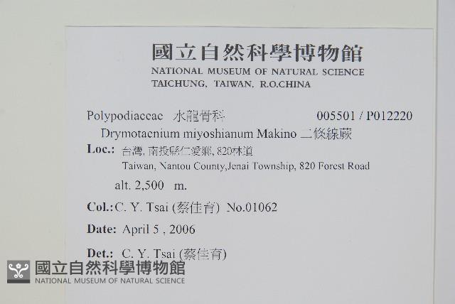 二條線蕨藏品圖，第2張