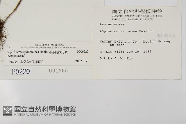 骨碎補鐵角蕨藏品圖，第2張