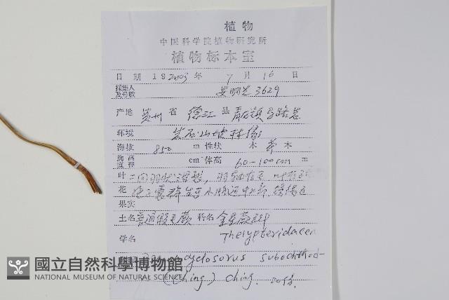 普通假毛蕨藏品圖，第2張