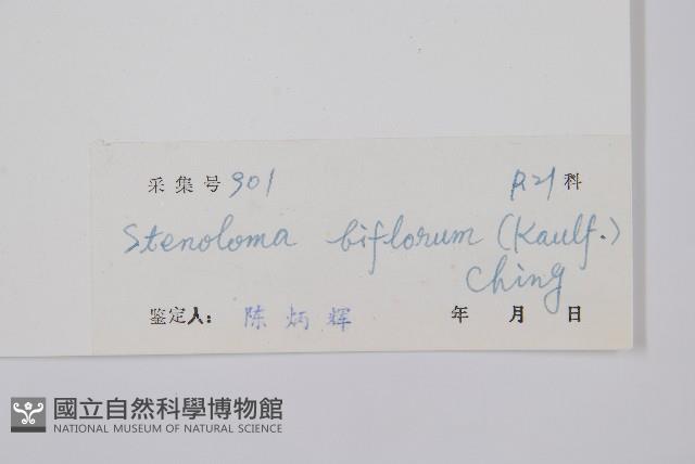 闊片鳥蕨藏品圖，第2張