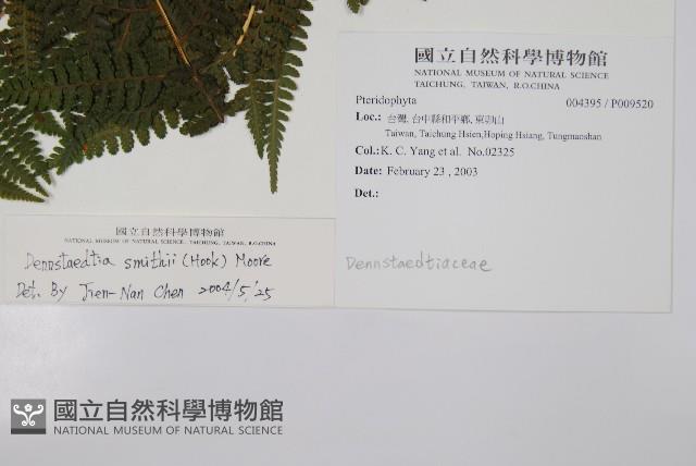 司氏碗蕨藏品圖，第2張