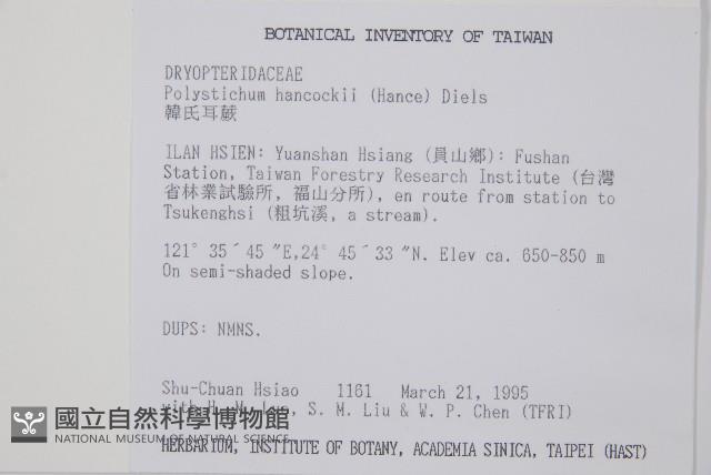 韓氏耳蕨藏品圖，第2張