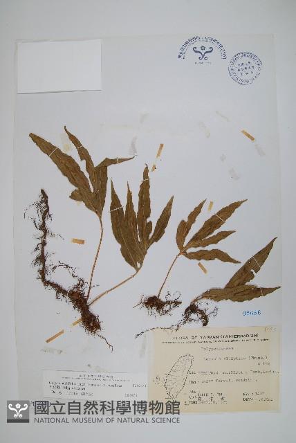 大線蕨藏品圖，第1張