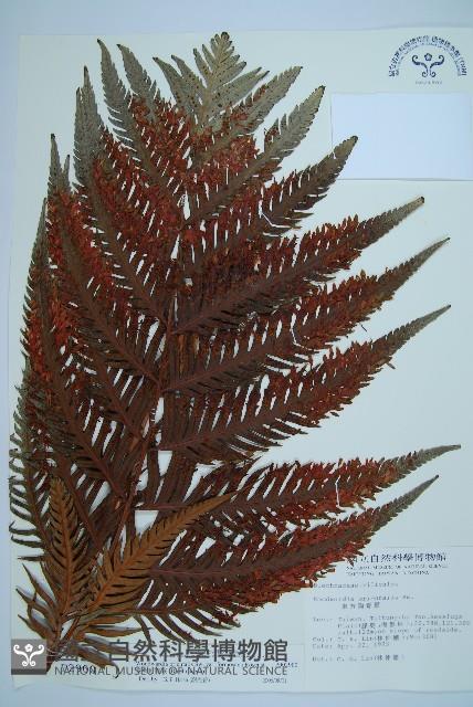 臺灣狗脊蕨藏品圖，第1張
