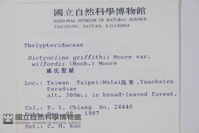 威氏聖蕨藏品圖，第2張