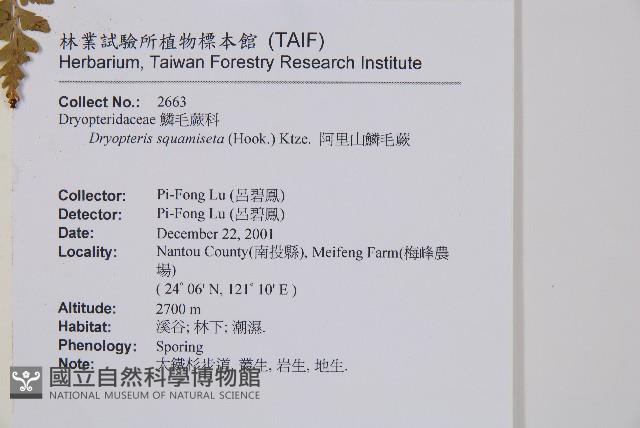 阿里山鱗毛蕨藏品圖，第2張