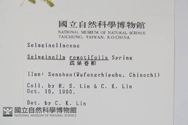疏葉卷柏藏品圖，第2張