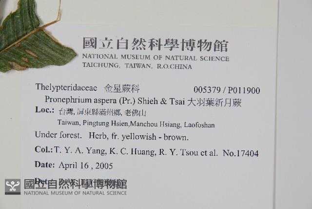 大羽葉新月蕨藏品圖，第2張