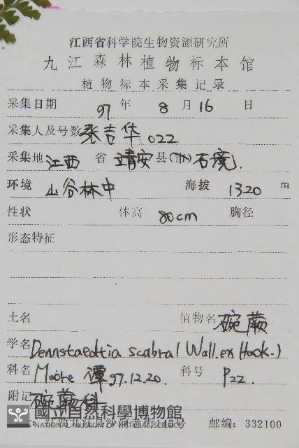 碗蕨藏品圖，第2張