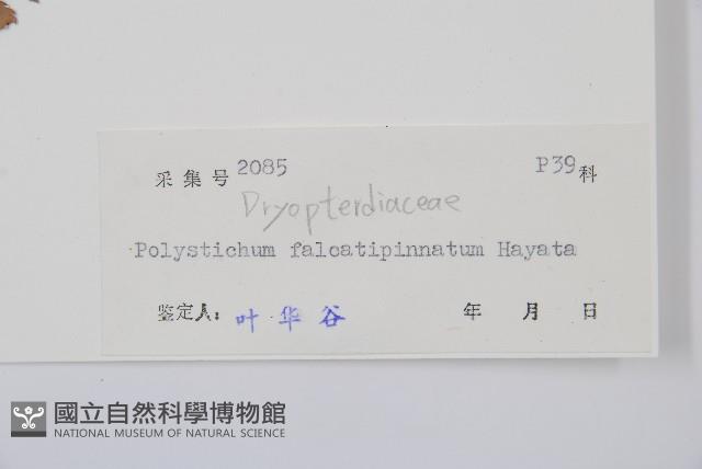 長羽芽孢耳蕨藏品圖，第2張