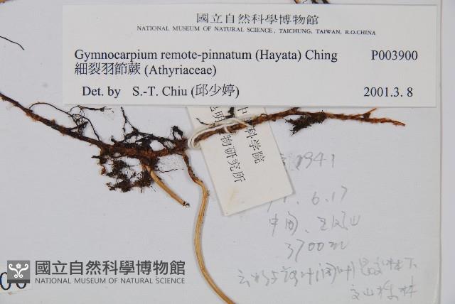 細裂羽節蕨藏品圖，第2張