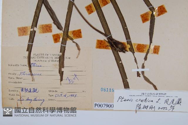 大葉鳳尾蕨藏品圖，第2張