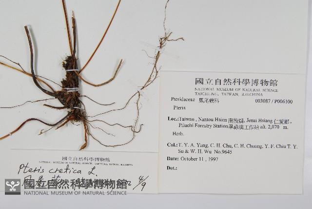 大葉鳳尾蕨藏品圖，第1張