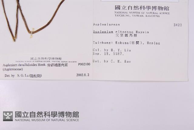 骨碎補鐵角蕨藏品圖，第2張