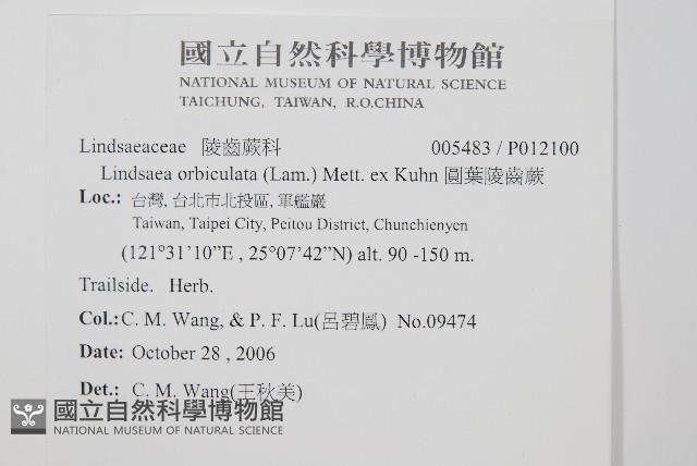 圓葉陵齒蕨藏品圖，第2張