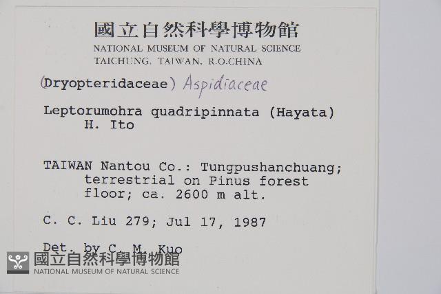 毛苞擬複葉耳蕨藏品圖，第2張