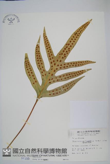 海岸擬茀蕨、海岸星蕨藏品圖，第1張