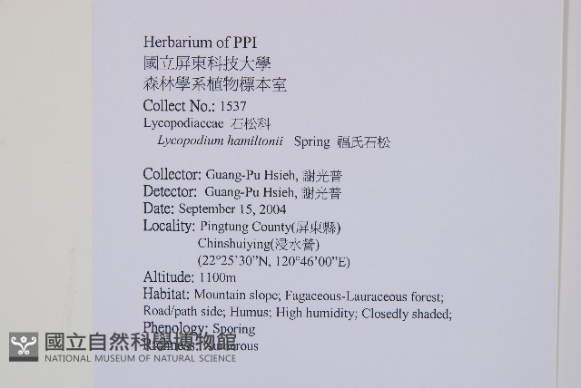 福氏石松藏品圖，第2張