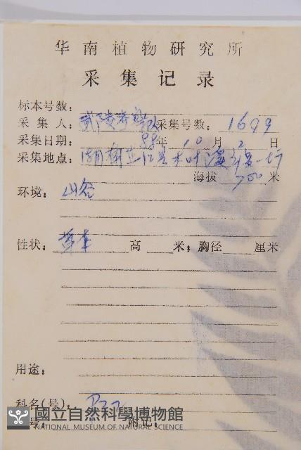 萊氏鐵角蕨藏品圖，第2張