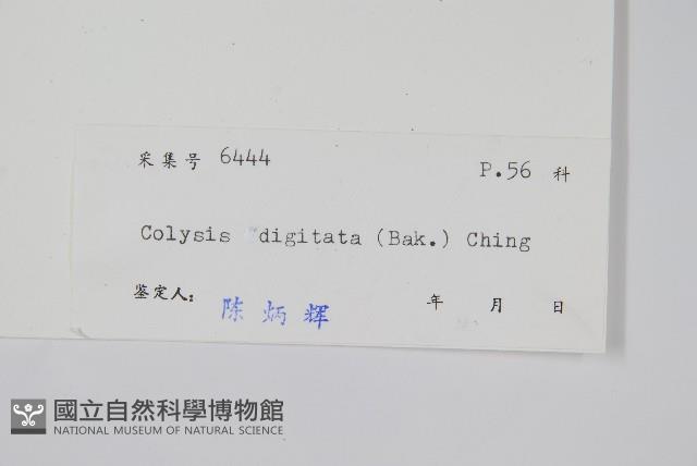 掌葉線蕨藏品圖，第2張