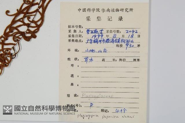 華東瘤足蕨藏品圖，第2張