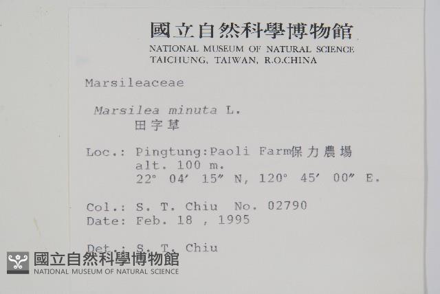 田字草藏品圖，第2張