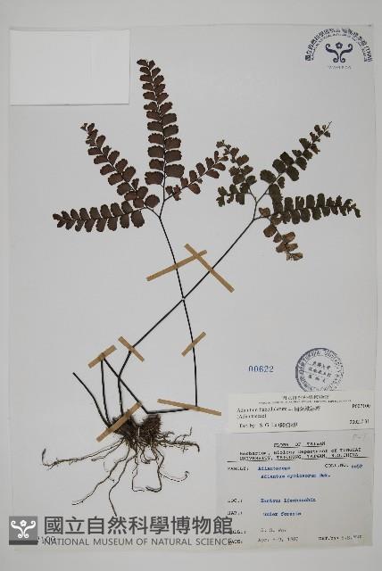 扇葉鐵線蕨藏品圖，第1張