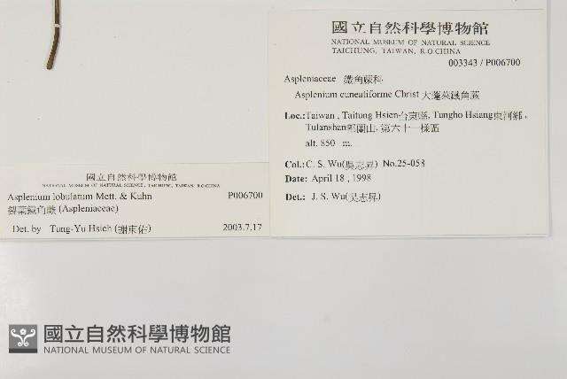 裂葉鐵角蕨藏品圖，第2張