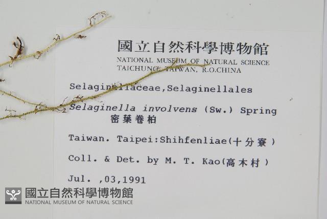 密葉卷柏藏品圖，第2張