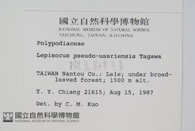 擬烏蘇里瓦葦藏品圖，第2張