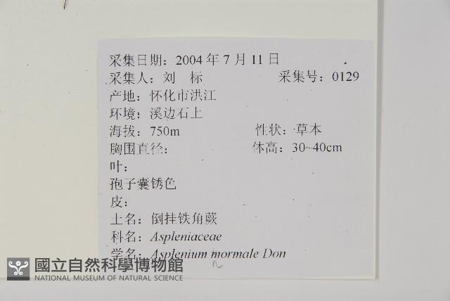 生芽鐵角蕨藏品圖，第2張