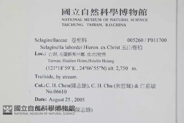 玉山卷柏藏品圖，第2張