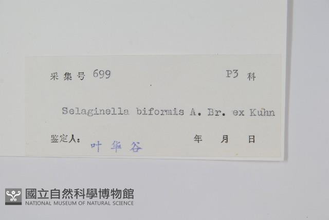 二形卷柏藏品圖，第2張