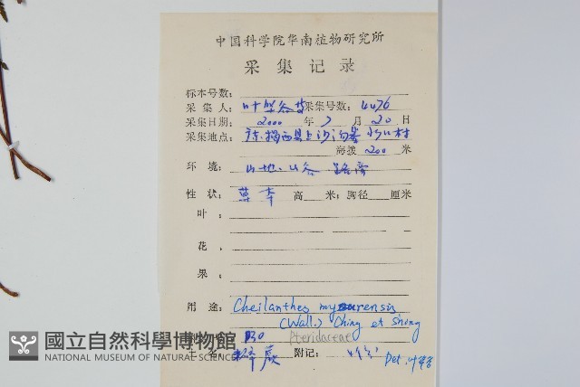 細葉碎米蕨藏品圖，第2張