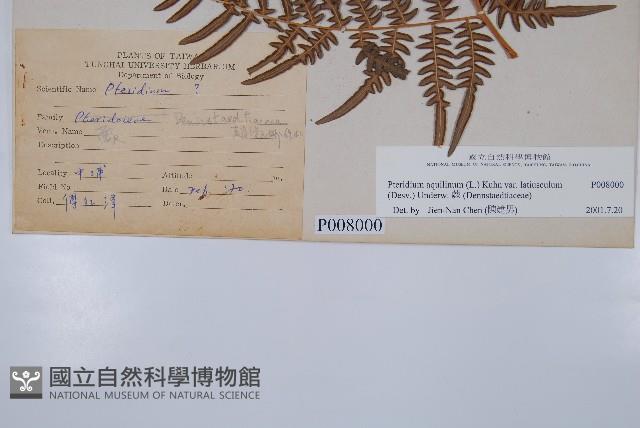 蕨藏品圖，第5張