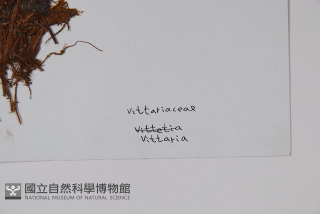 登錄號:P003700藏品圖，第2張