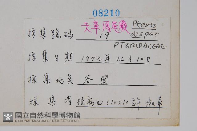 天草鳳尾蕨藏品圖，第2張