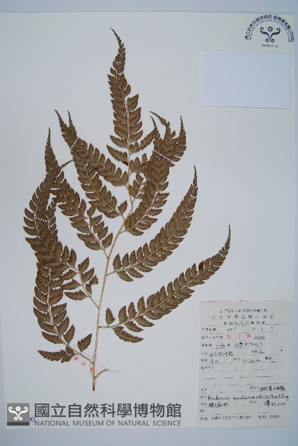 斜方複葉耳蕨藏品圖，第1張