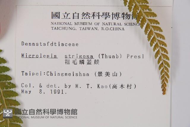 粗毛鱗蓋蕨藏品圖，第2張