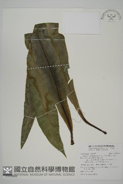 Accession Number:P010000 Collection Image, Figure 1, Total 4 Figures