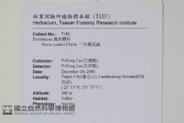 二形鳳尾蕨藏品圖，第2張