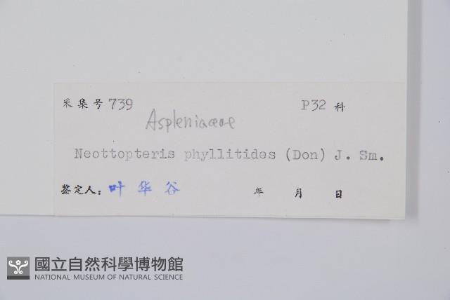 長葉巢蕨藏品圖，第1張