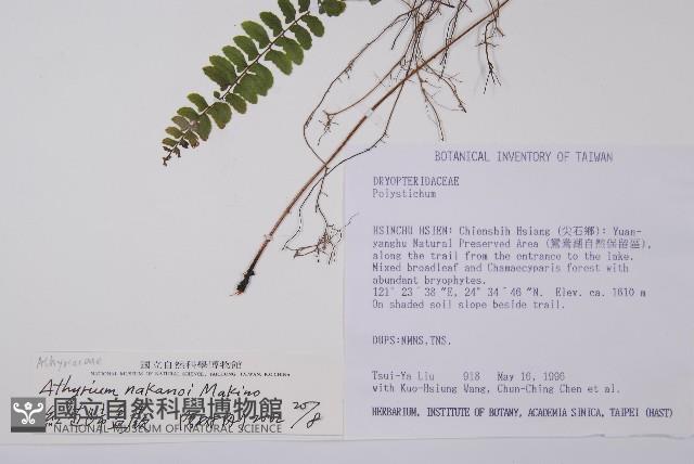 紅苞蹄蓋蕨藏品圖，第2張