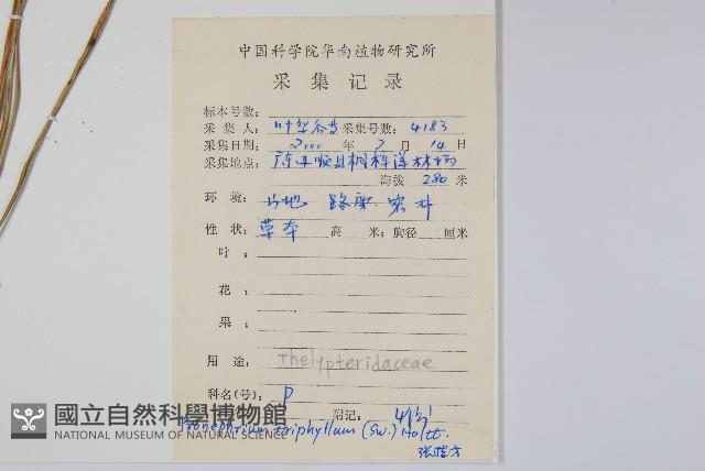 新月蕨藏品圖，第2張