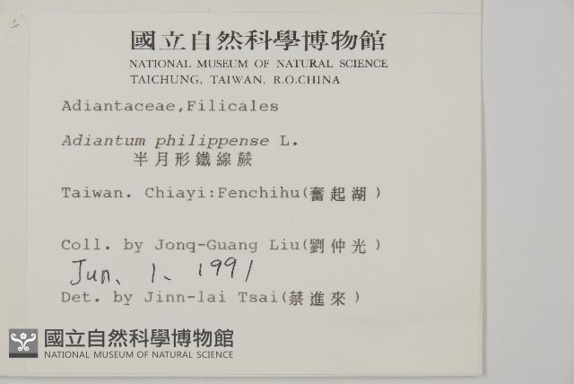 半月形鐵線蕨藏品圖，第2張