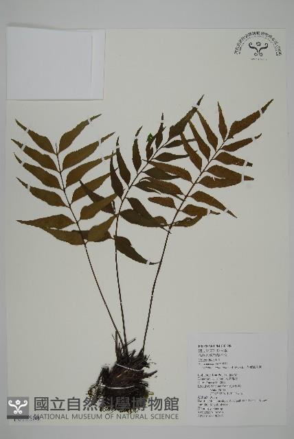 革葉鐵角蕨藏品圖，第1張